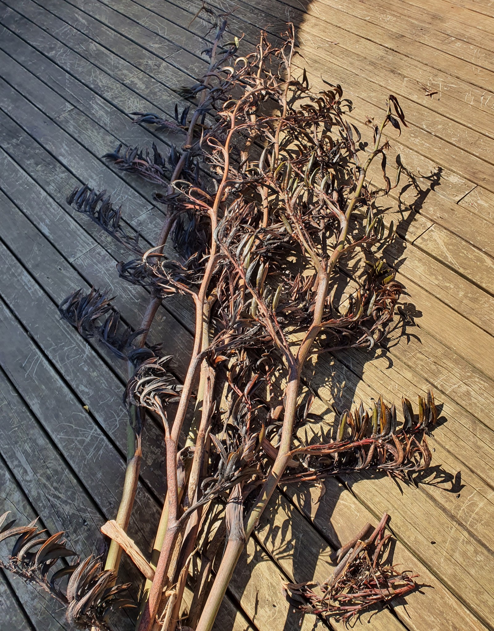 March 2024 – Kate Alberta Weaving